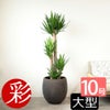 ユッカ・エレファンティペス 10号鉢 選べる鉢カバー付き 観葉植物 本物