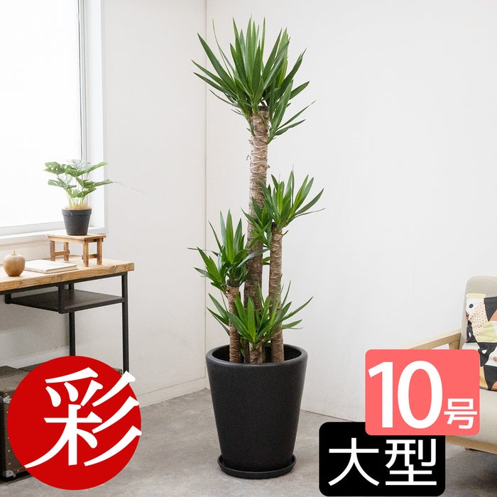 ユッカ・エレファンティペス 10号鉢 選べる鉢カバー付き 観葉植物 本物