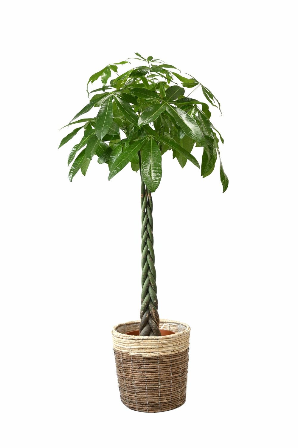 パキラ 10号鉢 選べる鉢カバー付き 観葉植物 本物