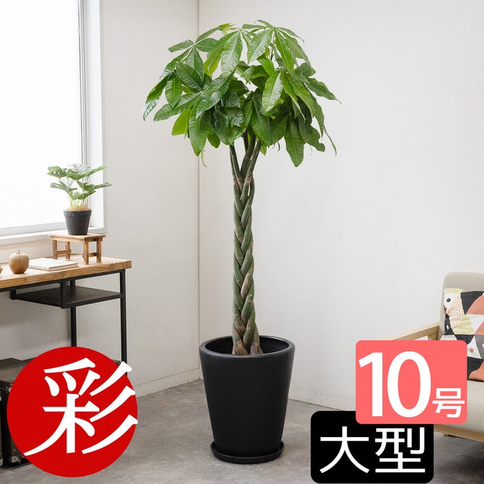 観葉植物 通販 パキラ 10号鉢 鉢カバーオプション KM130005