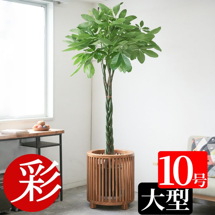 観葉植物 通販 パキラ 10号鉢 鉢カバーオプション KM130005