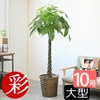 観葉植物 通販 パキラ 10号鉢 鉢カバーオプション KM130005