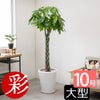 観葉植物 通販 パキラ 10号鉢 鉢カバーオプション KM130005