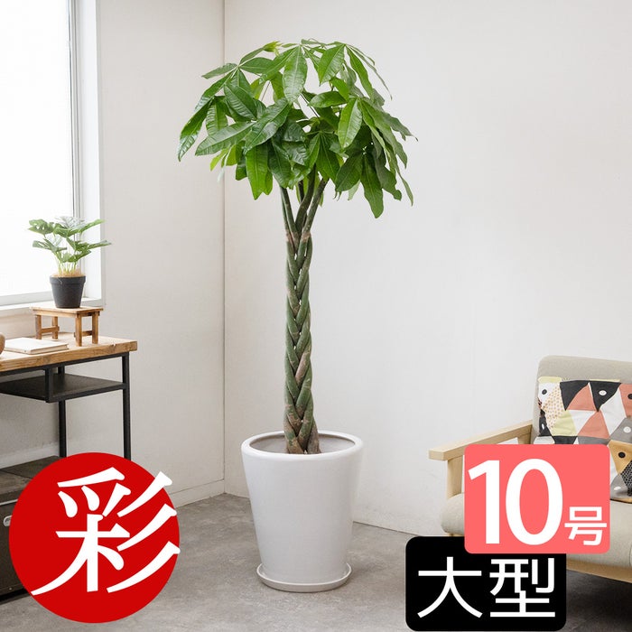 観葉植物 通販 パキラ 10号鉢 鉢カバーオプション KM130005