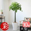 観葉植物 通販 パキラ 10号鉢 鉢カバーオプション KM130005