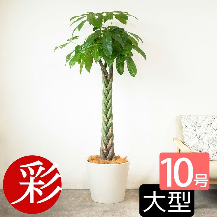  パキラ 10号鉢 選べる鉢カバー付き 観葉植物 本物
