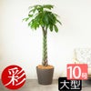  パキラ 10号鉢 選べる鉢カバー付き 観葉植物 本物