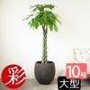  パキラ 10号鉢 選べる鉢カバー付き 観葉植物 本物