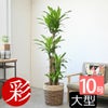 幸福の木 ドラセナ・マッサンゲアナ 10号鉢 選べる鉢カバー付き 観葉植物
