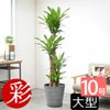 観葉植物 通販 幸福の木 ドラセナ・マッサンゲアナ 10号鉢 鉢カバーオプション KM150001