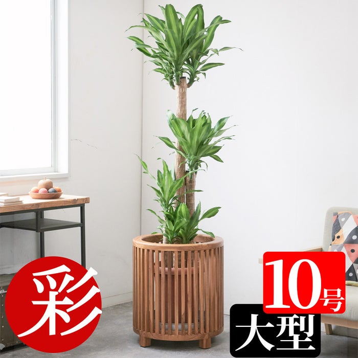 観葉植物 通販 幸福の木 ドラセナ・マッサンゲアナ 10号鉢 鉢カバーオプション KM150001