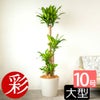 幸福の木 ドラセナ・マッサンゲアナ 10号鉢 選べる鉢カバー付き 観葉植物 本物