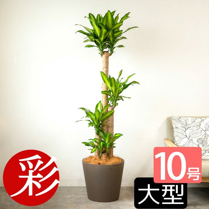 幸福の木 ドラセナ・マッサンゲアナ 10号鉢 選べる鉢カバー付き 観葉植物 本物