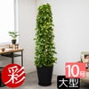 ポトス・タワー仕立て 10号鉢 選べる鉢カバー付き 観葉植物