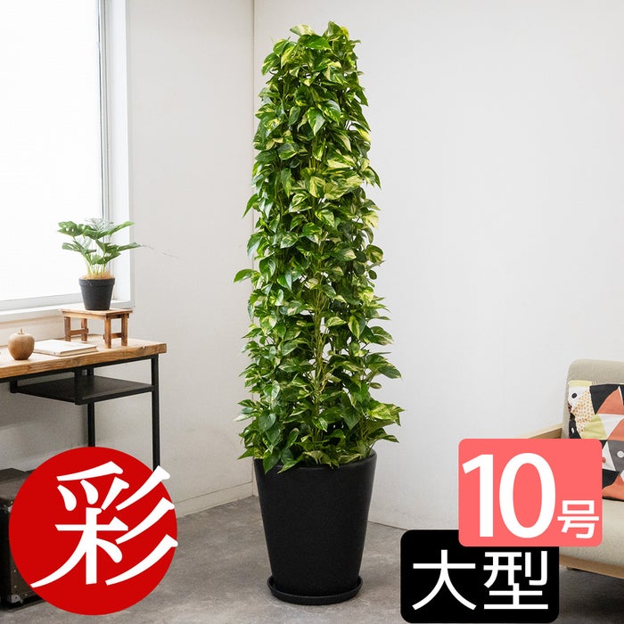 ポトス・タワー仕立て 10号鉢 選べる鉢カバー付き 観葉植物