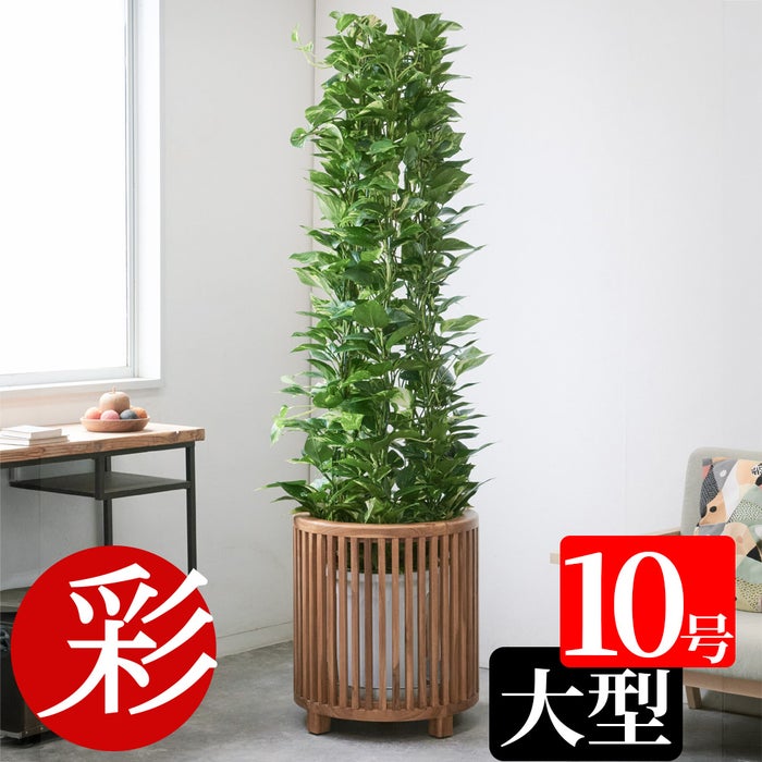 ポトス・タワー仕立て 10号鉢 選べる鉢カバー付き 観葉植物