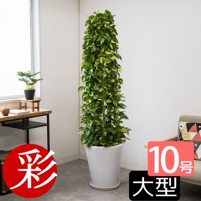 ポトス・タワー仕立て 10号鉢 選べる鉢カバー付き 観葉植物