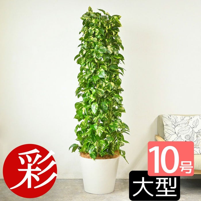 ポトス・タワー仕立て 10号鉢 選べる鉢カバー付き 観葉植物 本物