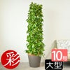 ポトス・タワー仕立て 10号鉢 選べる鉢カバー付き 観葉植物 本物