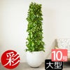 ポトス・タワー仕立て 10号鉢 選べる鉢カバー付き 観葉植物 本物