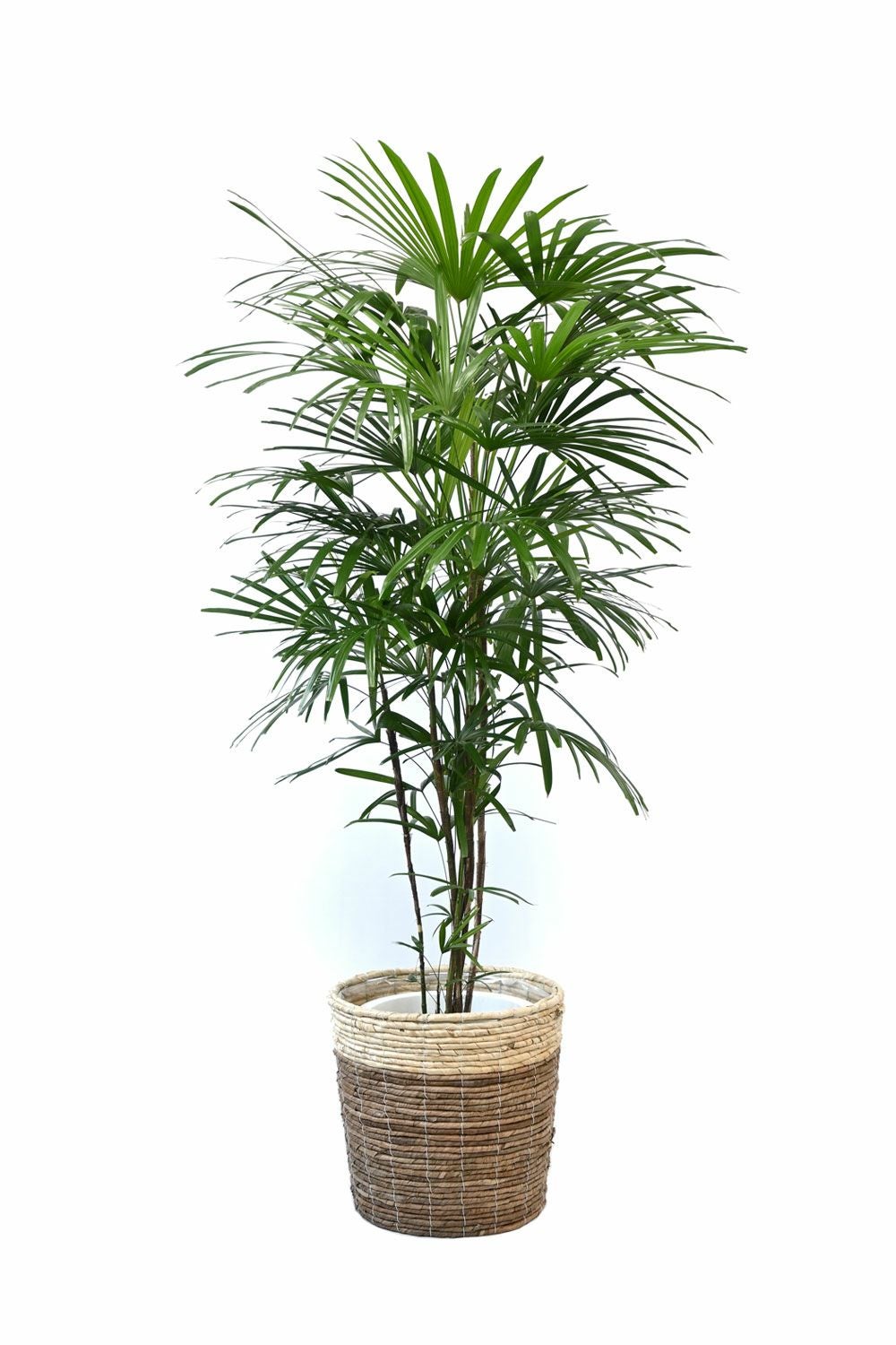 シュロチク（棕櫚竹） 10号鉢 選べる鉢カバー付き 観葉植物 本物