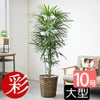 観葉植物 通販 【お取り寄せ】 シュロチク（棕櫚竹） 10号鉢 鉢カバー付 KM180001