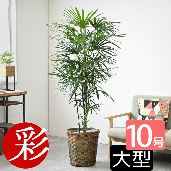 観葉植物 通販 【お取り寄せ】 シュロチク（棕櫚竹） 10号鉢 鉢カバー付 KM180001