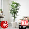 観葉植物 通販 【お取り寄せ】 シュロチク（棕櫚竹） 10号鉢 鉢カバー付 KM180001
