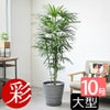 観葉植物 通販 【お取り寄せ】 シュロチク（棕櫚竹） 10号鉢 鉢カバー付 KM180001