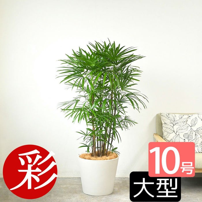  シュロチク（棕櫚竹） 10号鉢 選べる鉢カバー付き 観葉植物 本物