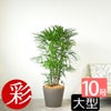  シュロチク（棕櫚竹） 10号鉢 選べる鉢カバー付き 観葉植物 本物