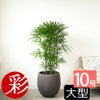 シュロチク（棕櫚竹） 10号鉢 選べる鉢カバー付き 観葉植物 本物