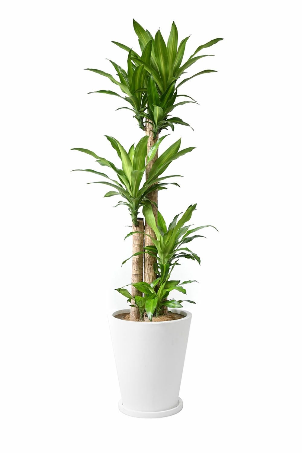 幸福の木 (ドラセナ・マッサンゲアナ) 通販