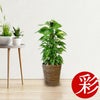 観葉植物 通販 ポトス　ヘゴ仕立て 7号鉢 RG035002