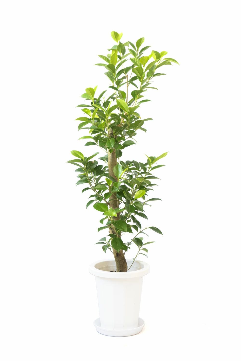 ガジュマル 通販