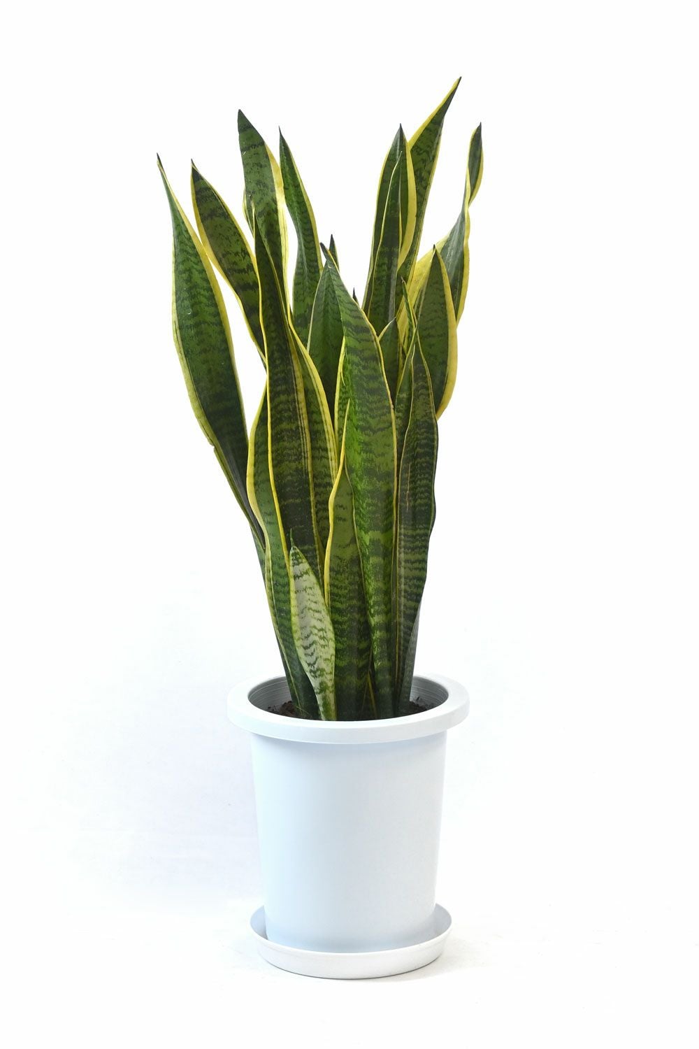 サンスベリア　ローレンティ　陶器鉢　植え込み発送 サンスベリア・ローレンティー 8号鉢 観葉植物 本物