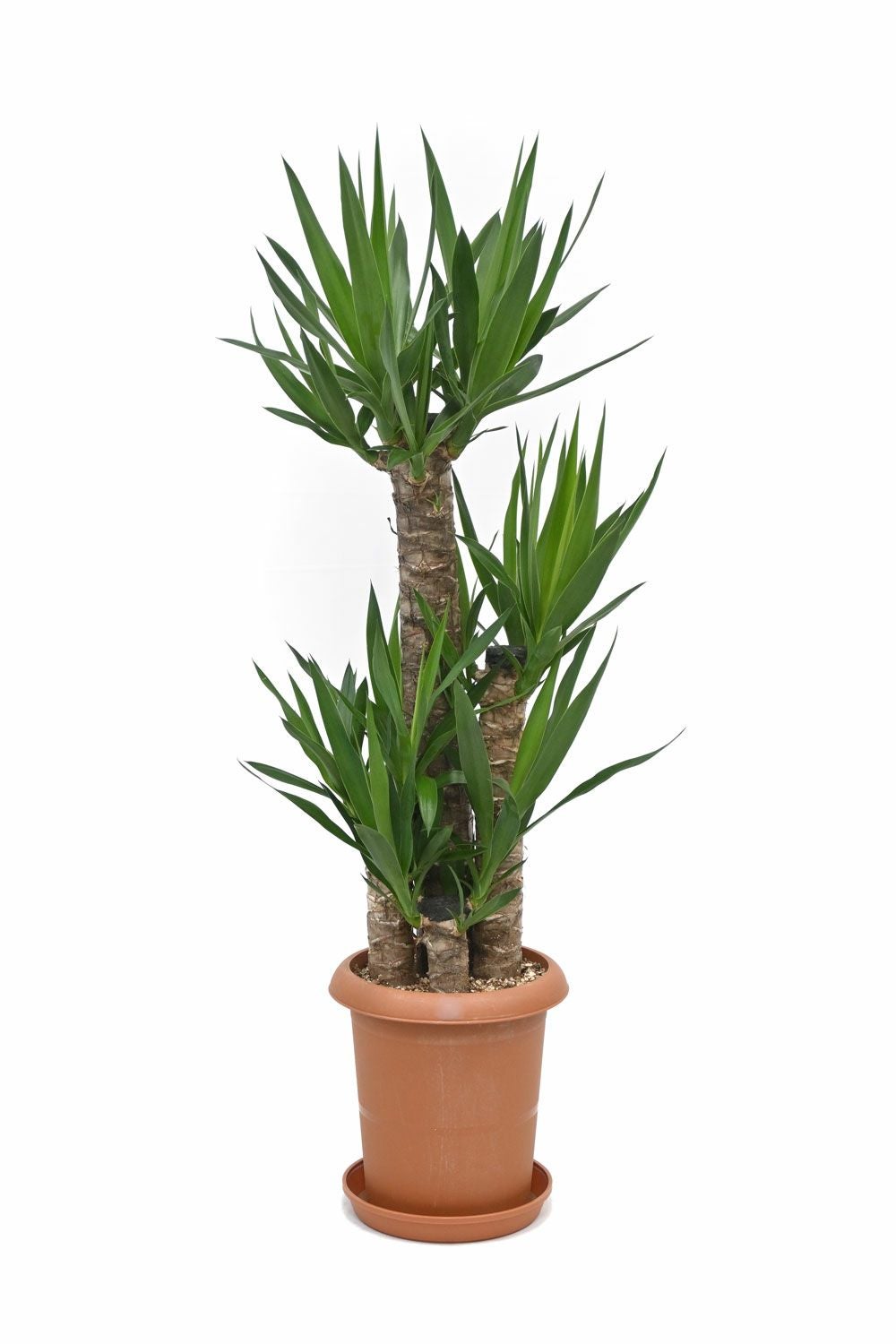 ユッカ・エレファンティペス 8号鉢 観葉植物 本物