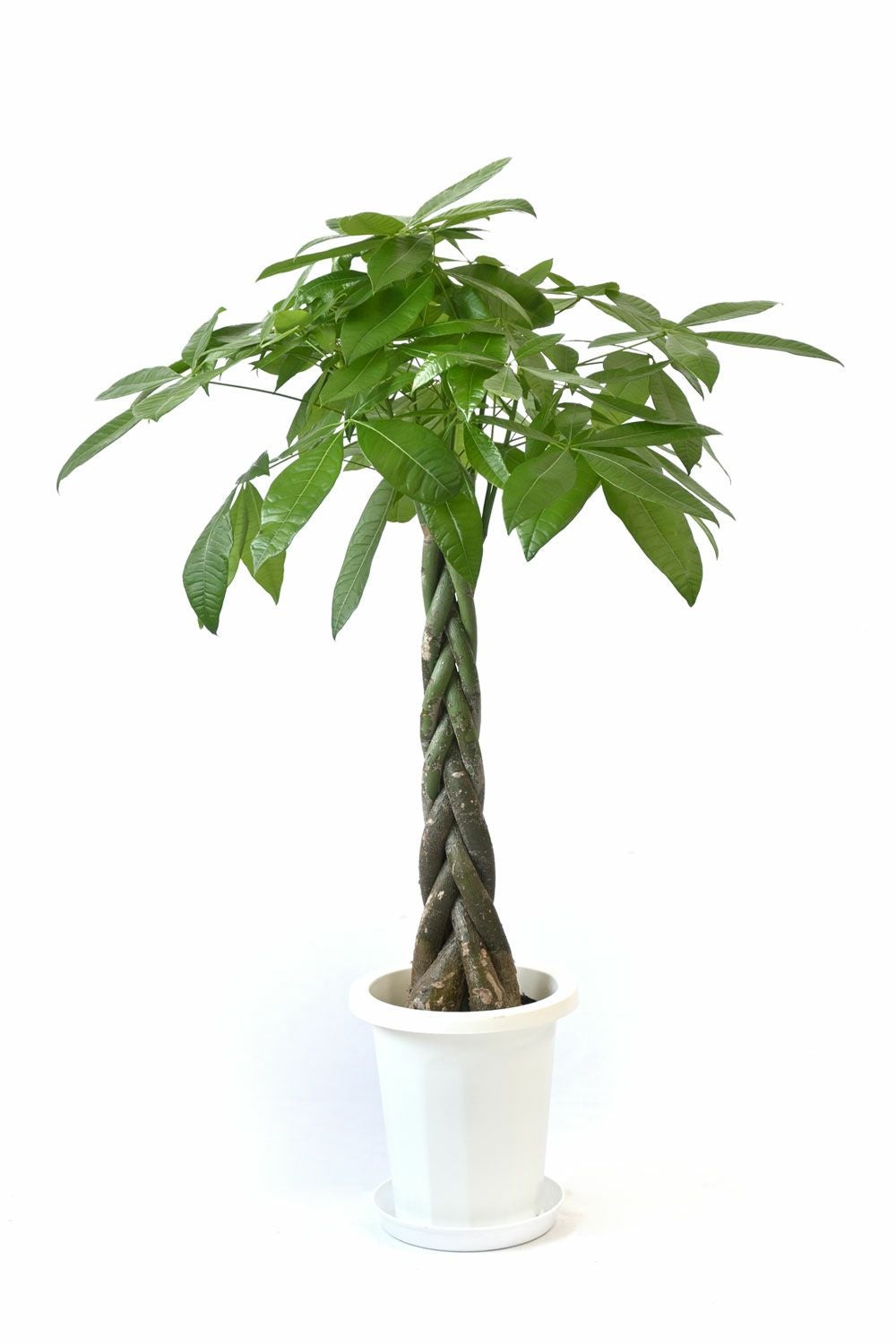 パキラ 8号鉢 観葉植物 本物