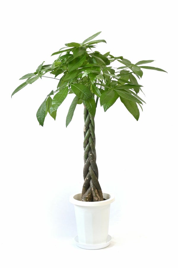 パキラ 8号鉢 観葉植物 本物