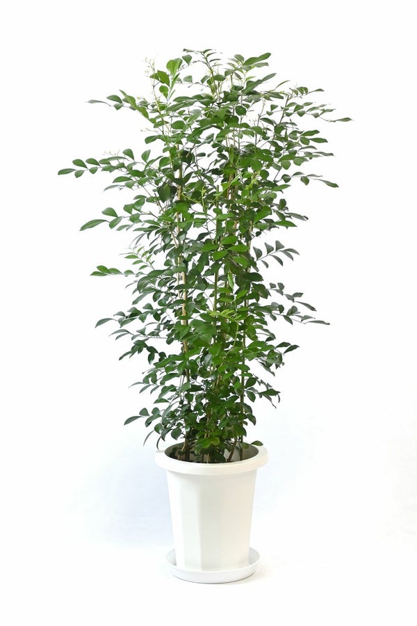 ゲッキツ （シルクジャスミン） 8号鉢 観葉植物 本物