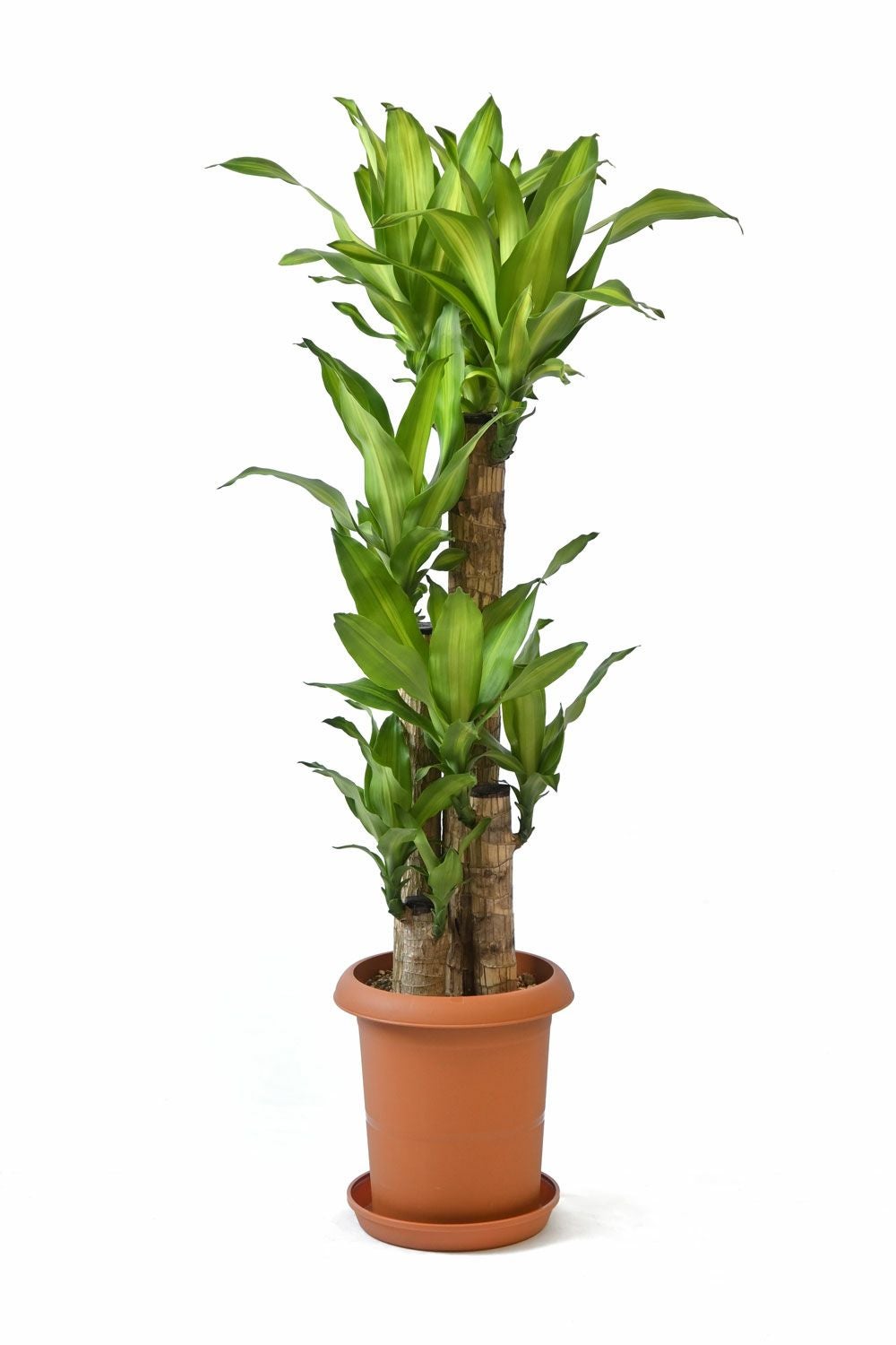 幸福の木 ドラセナ・マッサンゲアナ 8号鉢 観葉植物 本物