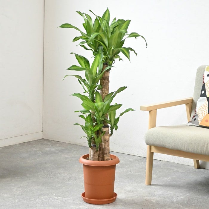 観葉植物 通販 幸福の木  ドラセナ・マッサンゲアナ  8号鉢 RG060002