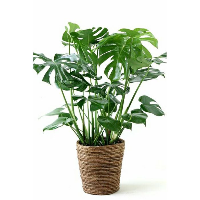 モンステラ 7号鉢 (プレミアム) 観葉植物 本物