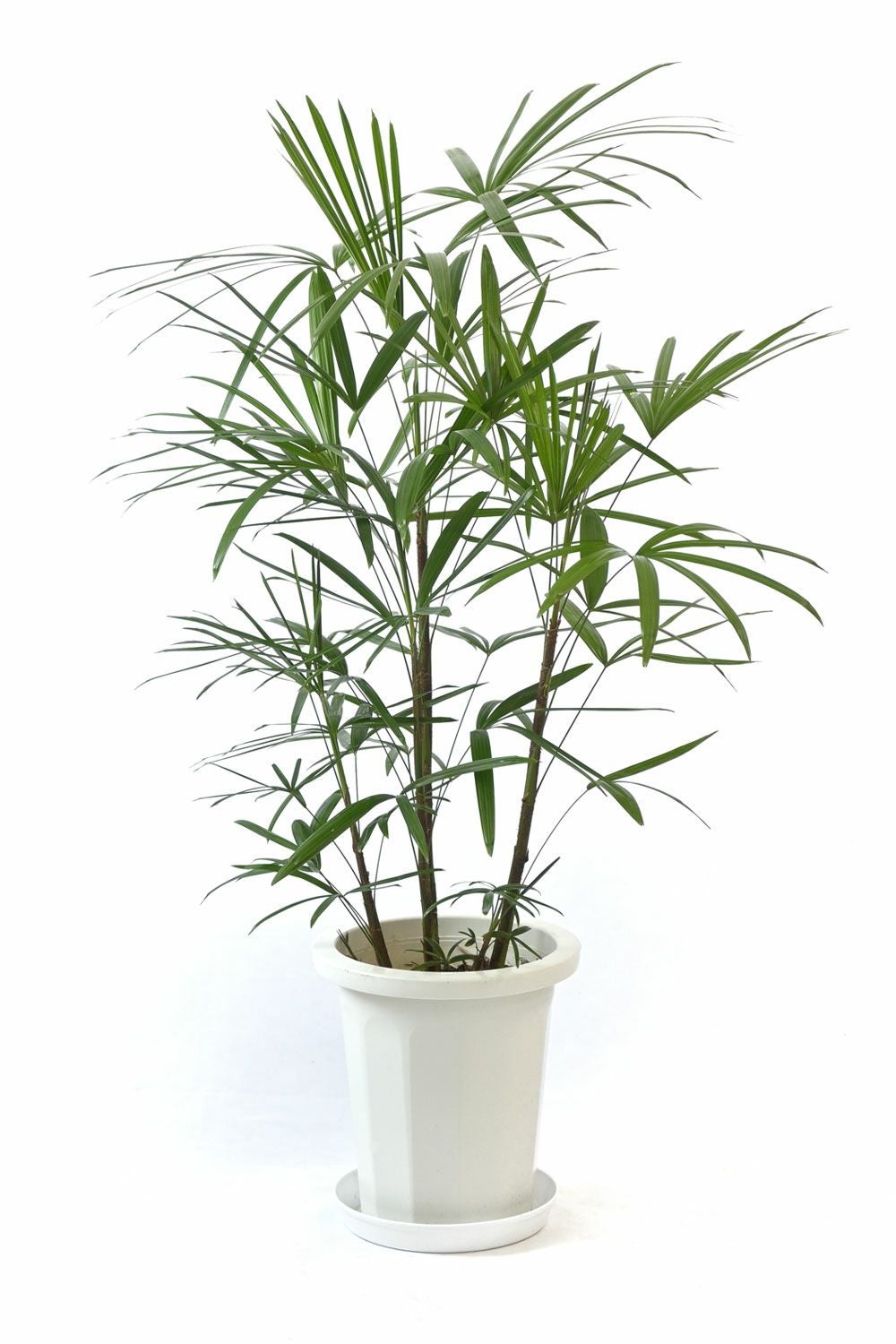 シュロチク（棕櫚竹） 8号鉢 観葉植物 本物