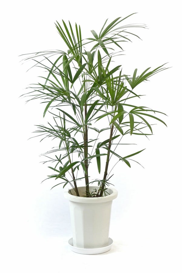 シュロチク（棕櫚竹） 8号鉢 観葉植物 本物