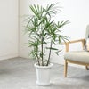 観葉植物 通販 シュロチク（棕櫚竹） 8号鉢 RG070002