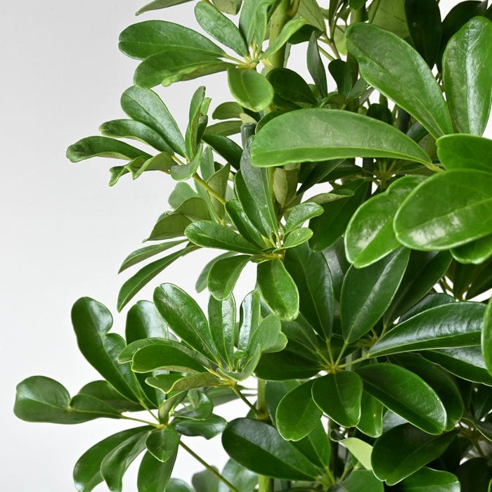 ホンコンカポック 10号鉢 観葉植物