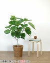 観葉植物 通販 フィカス・ ウンベラータ （直幹樹形） 8号鉢