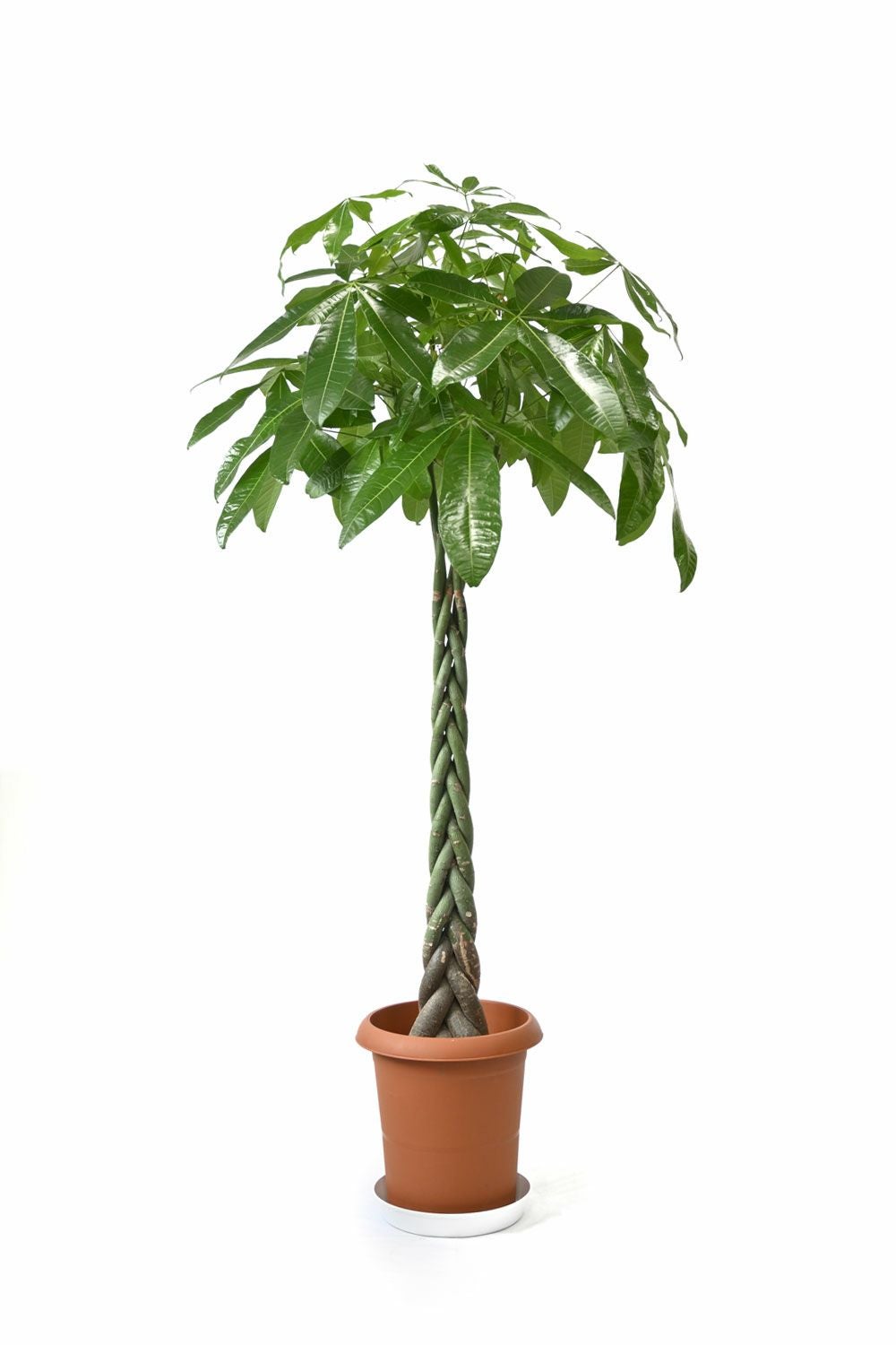 ボタニカルガーデン大杉様のパキラ　 観葉植物 ボタニカルガーデン大杉様のパキラ 観葉植物の通販はau PAY マーケット
