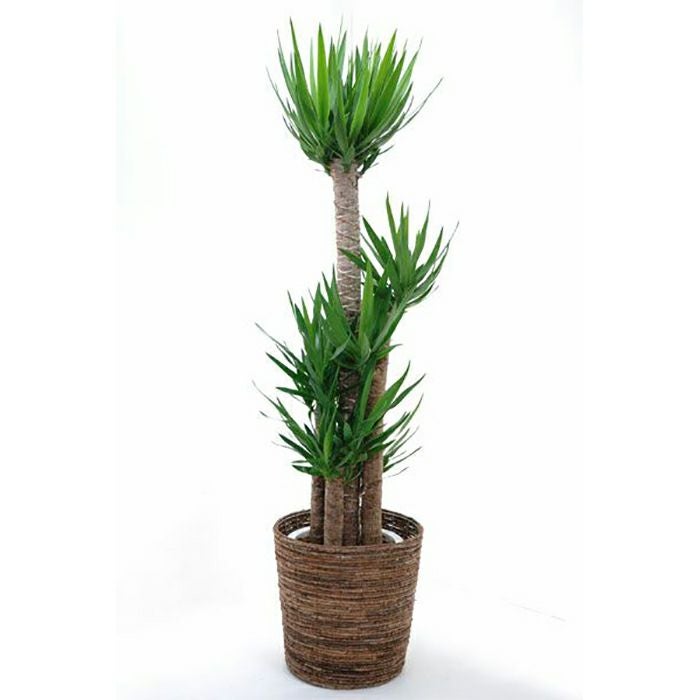 ユッカ・エレファンティペス 10号鉢 観葉植物 本物